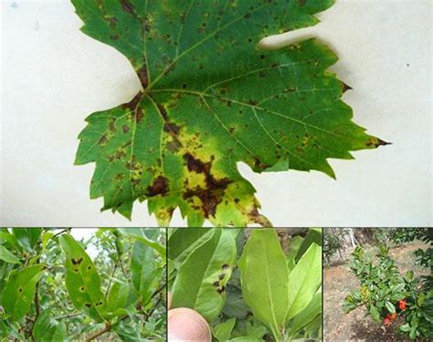 Graliz Bactriguard | Syngenta