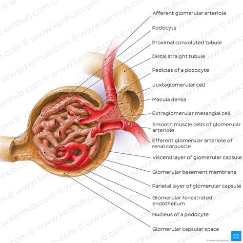 Renal Corpuscle A Basic Structure Of The Renal Corpuscle And Schematic