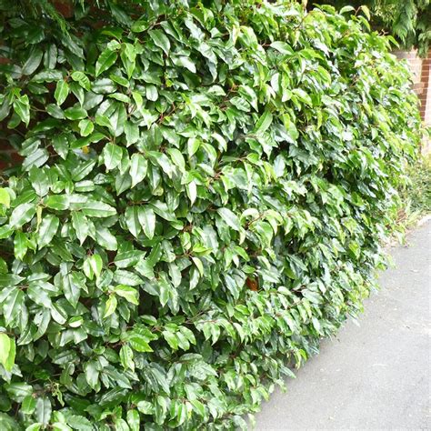 Buy Portuguese laurel Prunus lusitanica: Delivery by Waitrose Garden