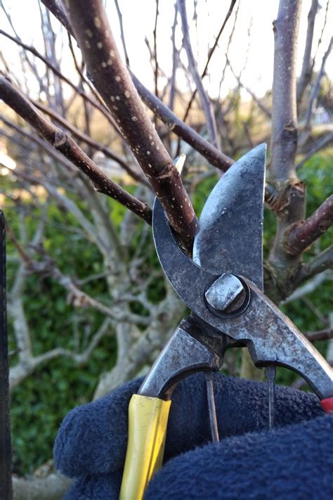 Apple tree pruning – Specialist Pruning