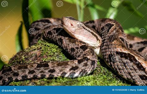 Fer-de-Lance, On The Tree Fungus. Venomous Snake In The Nature Habitat ...