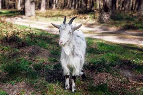 Image result for Goat Poop Fertilizer