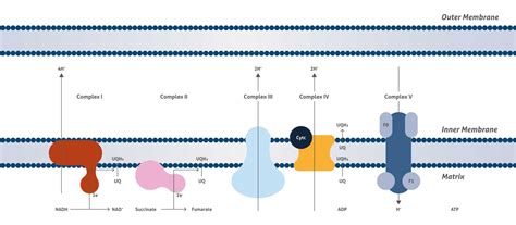 Mitochondria Antibodies | Proteintech Group