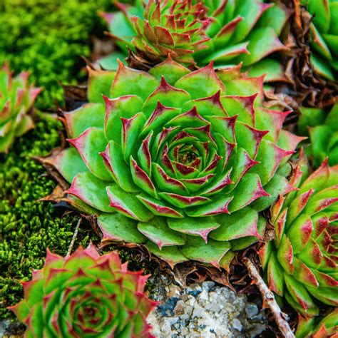 Red Tip Laxmi Kamal (Sempervivum Calcareum Fire Dragon) – Lalit Enterprise