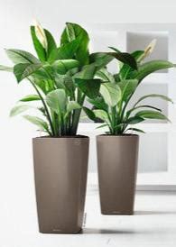 Lechuza CubicoLs 40 Espresso Self-Watering Planter – Green Carpet