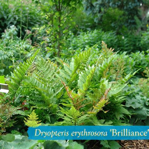 North Creek Nurseries | ⭐ Introducing the 2025 Perennial Plant of the ...