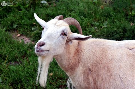 goat山羊 – Simpleue