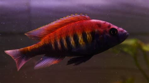 All African Cichlid Species African Cichlids Lake