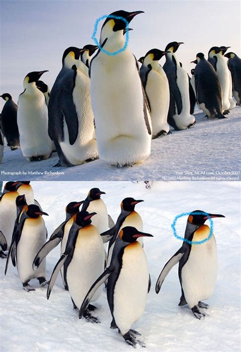 QQ企鹅的原型竟然如此毁三观！绝大部分企鹅都不在南极！_哔哩哔哩_bilibili
