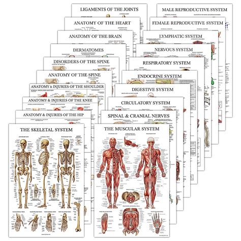 20 Pack - Anatomical Posters - Paper Not Laminated - | Ubuy India