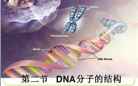 DNA分子的结构ppt-DNA分子的结构ppt课件免费版【高中生物】-东坡下载