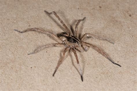 Wolf Tarantula Spider