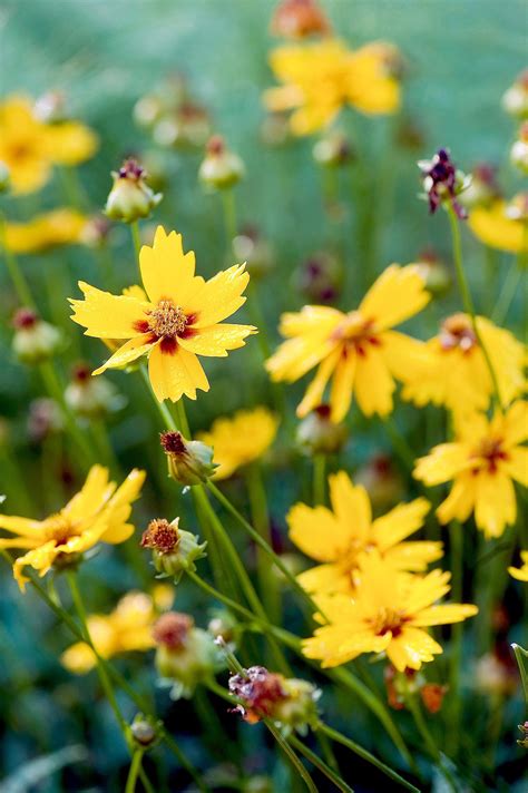 21 Hardy Perennials That Add Color to Your Landscape Every Year