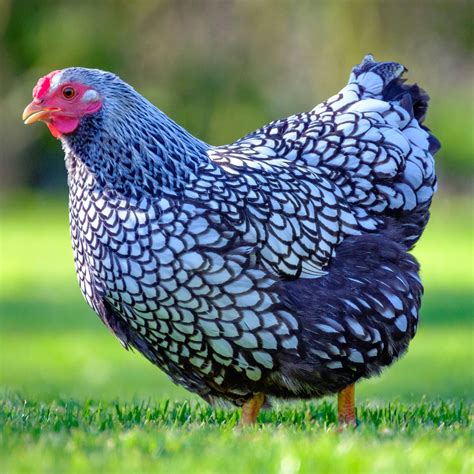 Wyandotte Chicken Colors