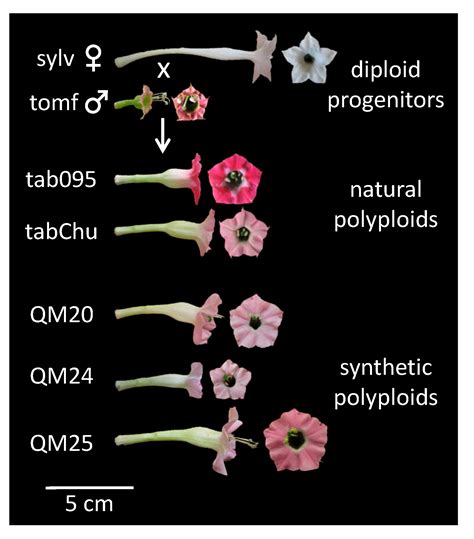 Differential Gene Expression with an Emphasis on Floral Organ Size ...