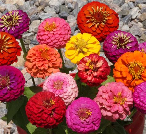 Zinnia Thumbelina (Zinnia elegans) | Applewood Seed Company