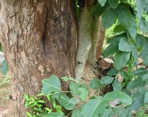 Forestry :: Indian kino Tree