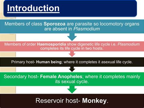 Plasmodium Life Cycle | PPTX