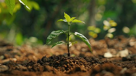 Image result for Tree-Planting Project Background Images