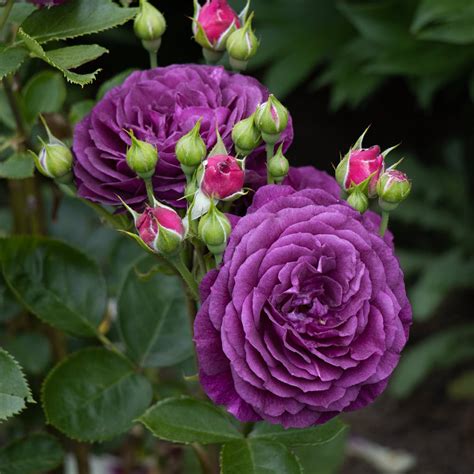 Image result for Flower Digram Using Turtle Python