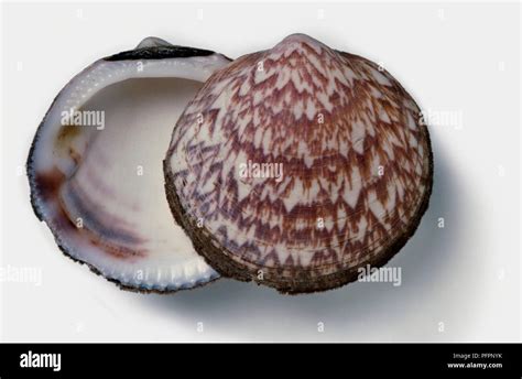 Clam Shell Pattern 的图像结果