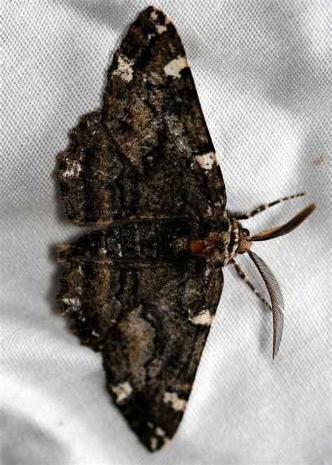 37 Common Black and White Moths (Pictures And Identification)