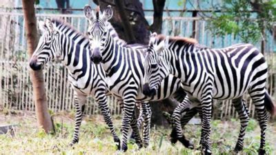 City Zoo Loses Another Zebra; Collapses In Enclosure | Lucknow News ...
