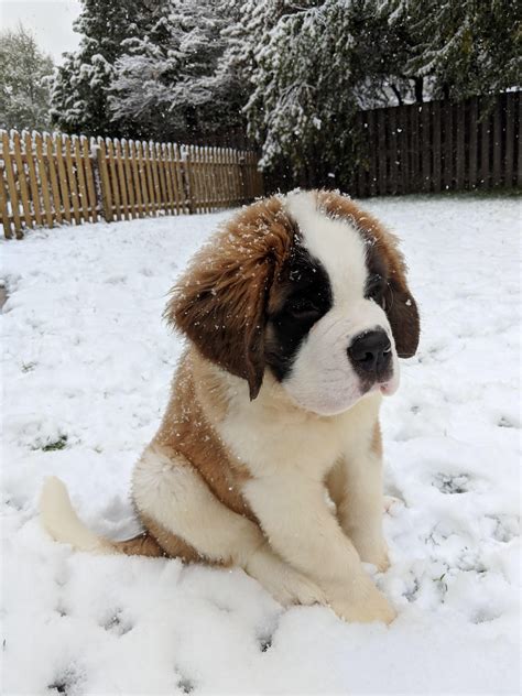 St. Bernard puppy enjoying the snow : r/aww