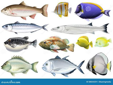 Species Of Ocean Fish