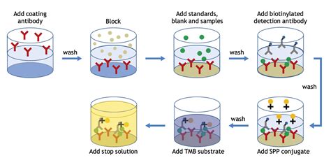 Image result for Elisa Process
