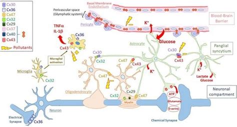 Brain Disorders and Chemical Pollutants: A Gap Junction Link?