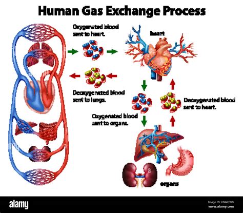 Medical infographic of human gas exchange process Stock Vector Image & Art - Alamy