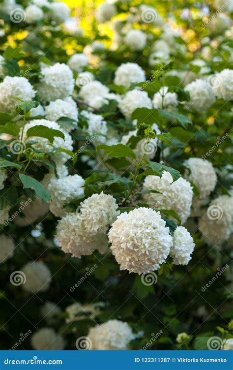 Chinese Snowball Viburnum Flower Heads are Snowy. Stock Image - Image ...