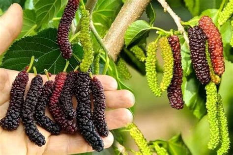 Cloud Farm Shahtoot/Mulberry Plant Price in India - Buy Cloud Farm ...