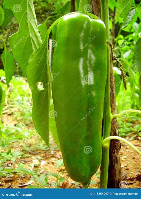 Long Green Pepper stock image. Image of eating, closeup - 118254097