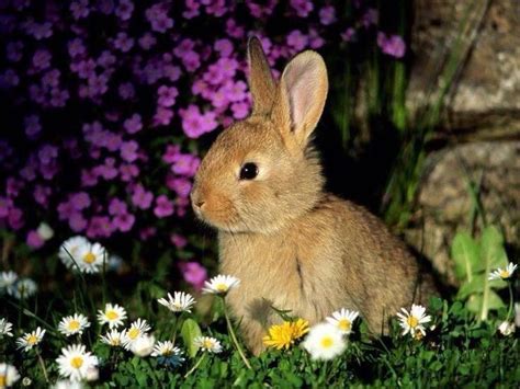 Image result for Rabbits Springtime