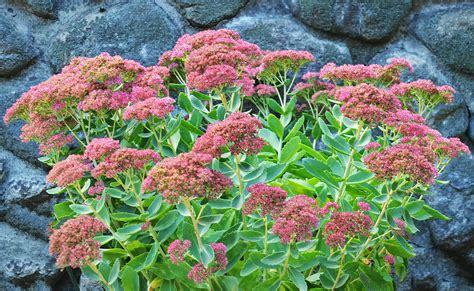 Autumn Fire Stonecrop | Plant by Number