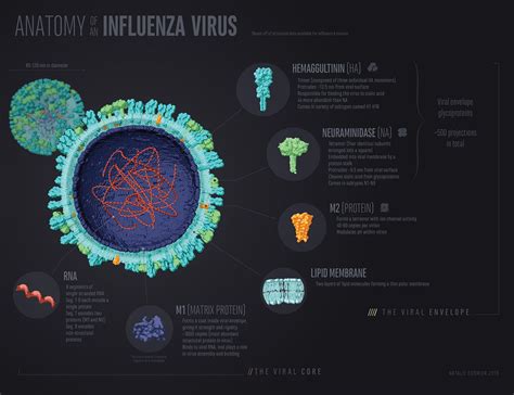 Image result for Virus Anatomy Explained