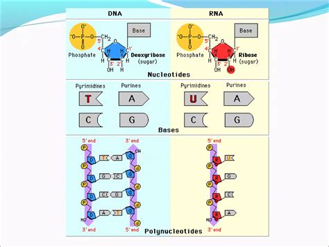 Image result for RNA DNA Explained