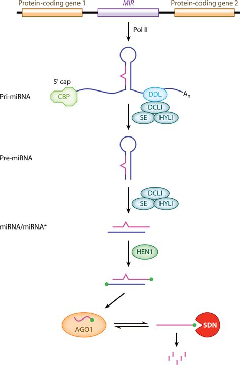 Small Activatingrna 的图像结果
