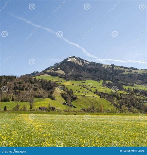 Flowering Meadows in Switzerland Stock Photo - Image of agriculture, flowering: 103106748