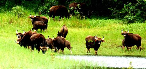 Gavi Location How To Reach Gavi Kerala- Gavi By Bus Train Flights Gavi ...