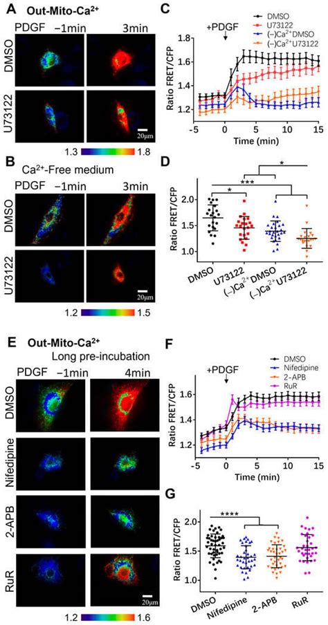 Characterization of PDGF-Induced Subcellular Calcium Regulation through ...