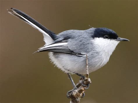 Marañon Gnatcatcher - eBird