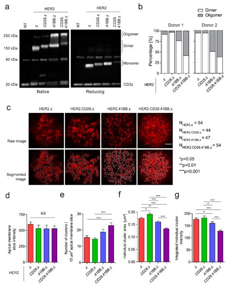 CD28 and 41BB Costimulatory Domains Alone or in Combination ...