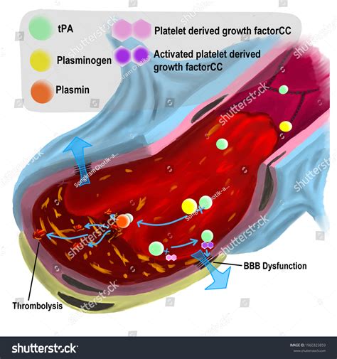 What Is Tissue Plasminogen