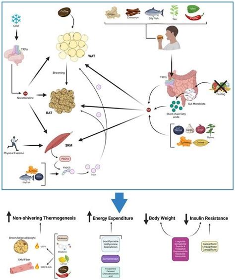 Physiological Conditions, Bioactive Ingredients, and Drugs Stimulating ...