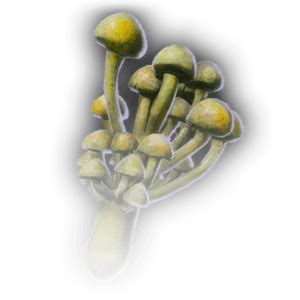 Swarming Toadstool - bg3.wiki