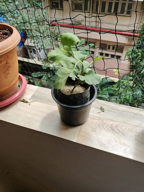 MVKR Live Guldavari-Chrysanthemum Sevanthi Flower Plant I With Growbag ...