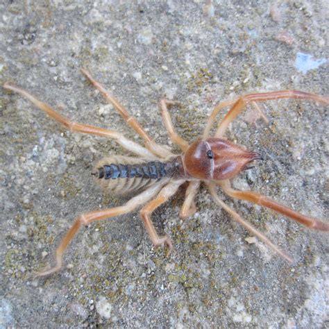 Camel Spider In Az